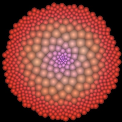 phyllotaxis